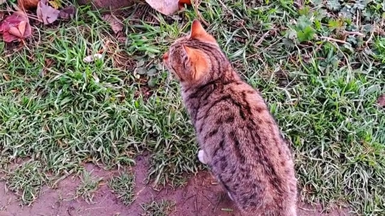 Interesting games of a very cute kitten 🤣 Watch until the end.