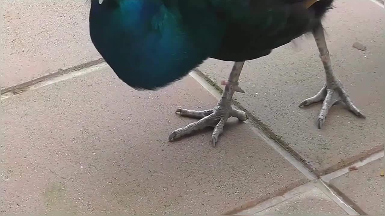 Peacock Dance Display