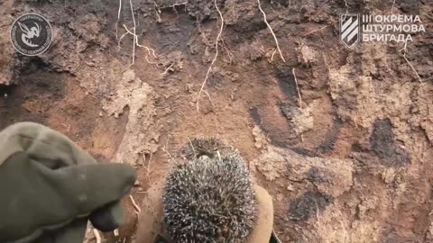 Saving a Little Hedgehog Trapped in a Trench