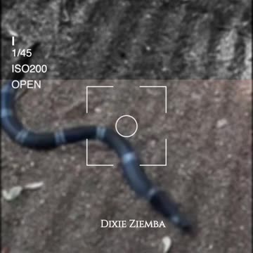 This slithery serpent knows how to rock the scales 🐍🤘