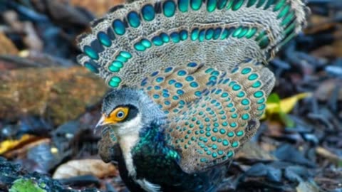 Beautiful Bornean peacock pheasant #birds