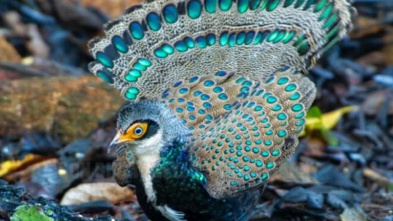 Beautiful Bornean peacock pheasant #birds