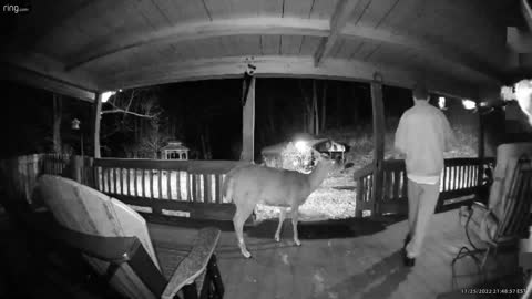 Deer 🦌 NW NC at The Treehouse 🌳 Lady and the gang had their Thanksgiving when I got back last night.