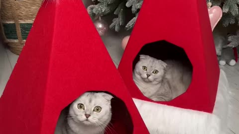 In Christmas day I made a house for cat