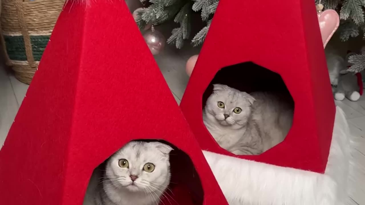 In Christmas day I made a house for cat