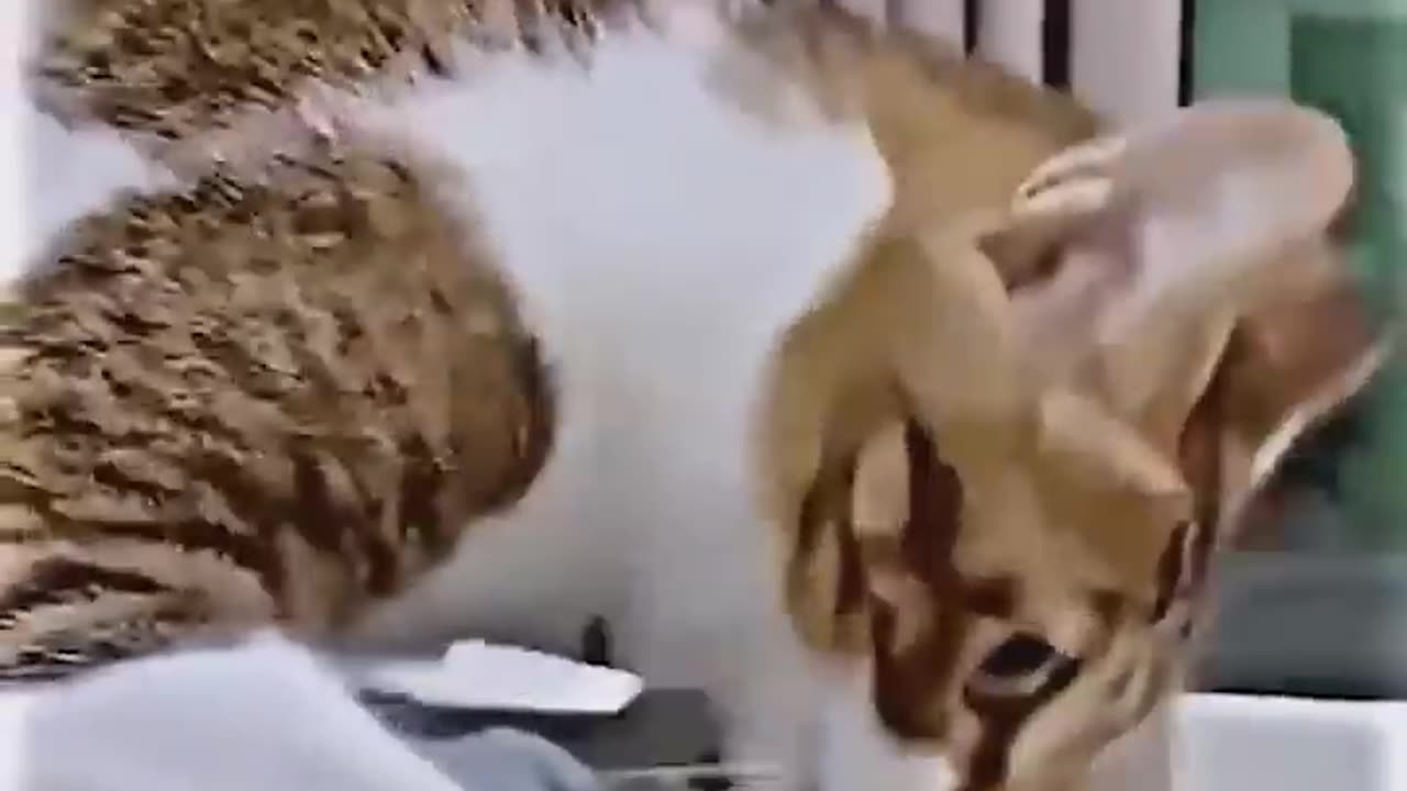 Funny Animal Video #Shorts