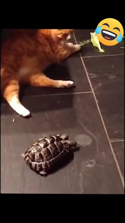 Obviosly The Turtle Has Some Uncleared Things With That Cat 😂