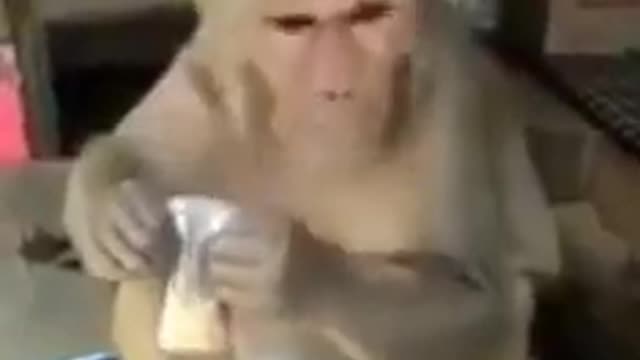 Monkey 🐒 with morning 🌄 Tea