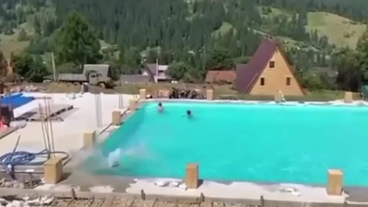 cow jumped into the pool