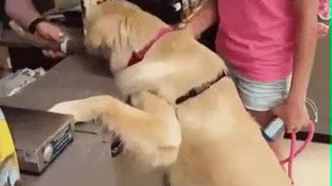 Smart dog buys its own food