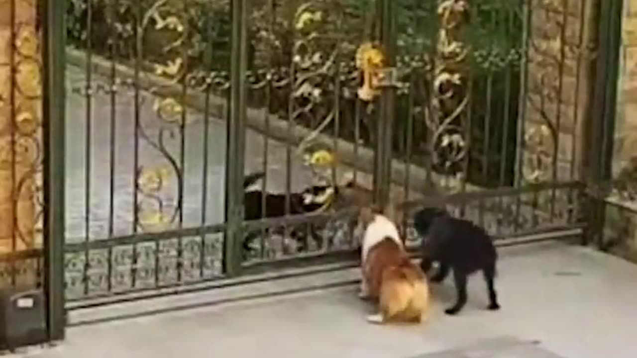 #funny clips