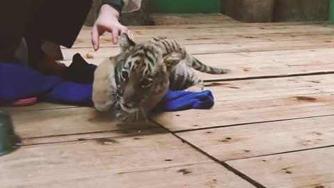 Give a baby tiger a scrub