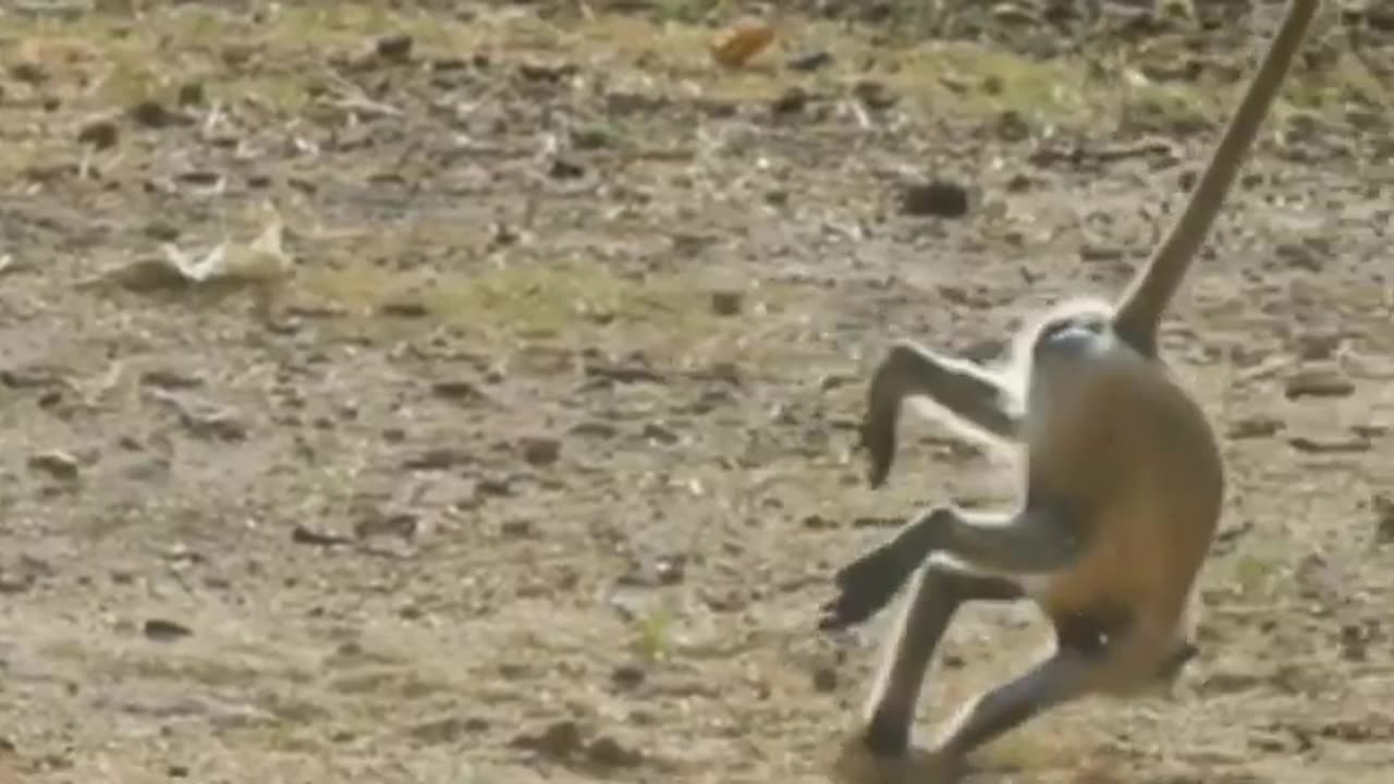 Funniest Monkey