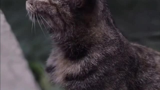 Cats are full of life