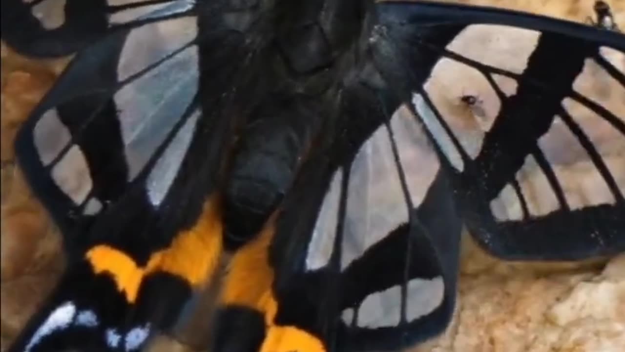 Beautiful Butterflies