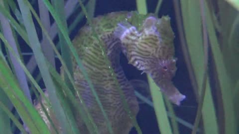 Seahorse
