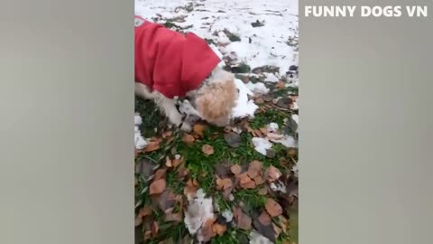 funny dogs
