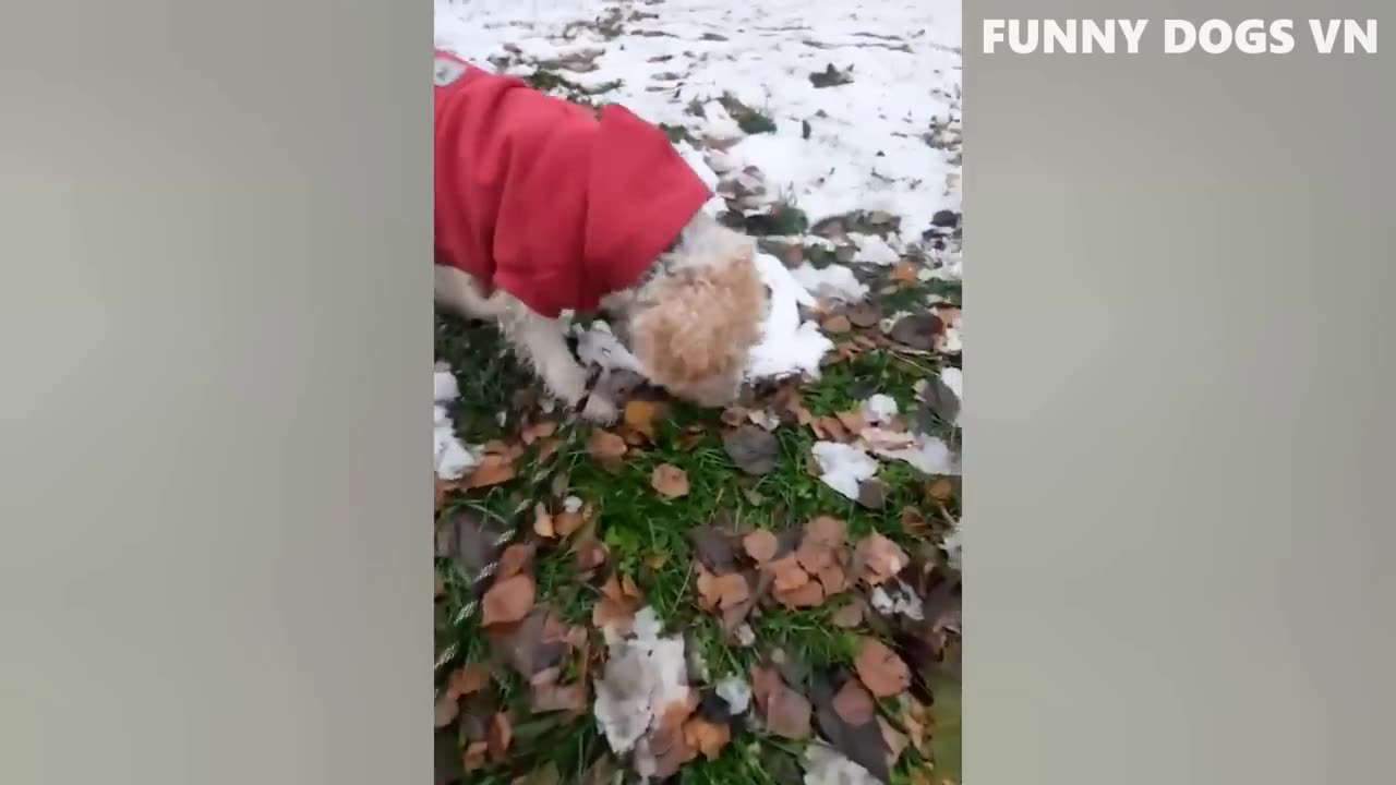 funny dogs