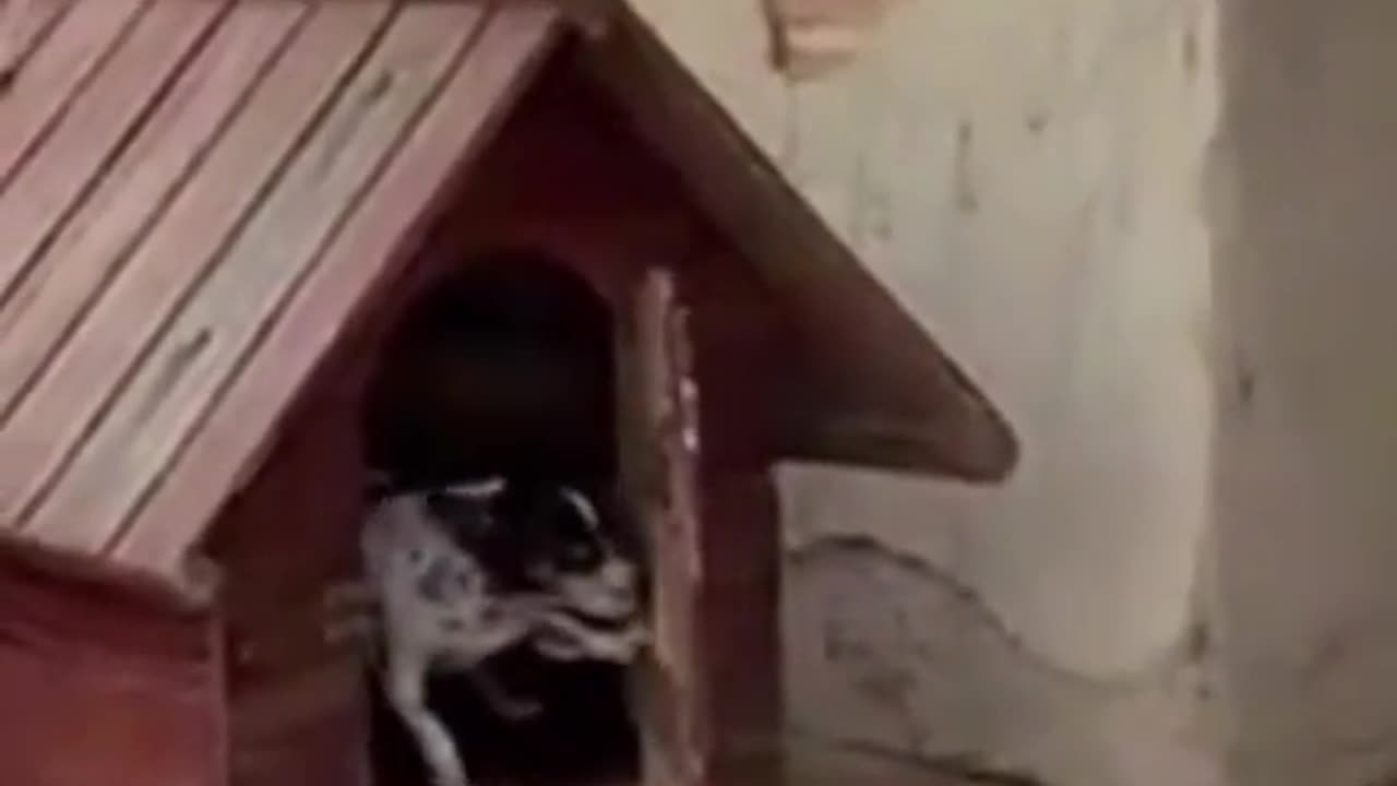 Animals. Dog. In Russia, this video has gained 187,000 likes