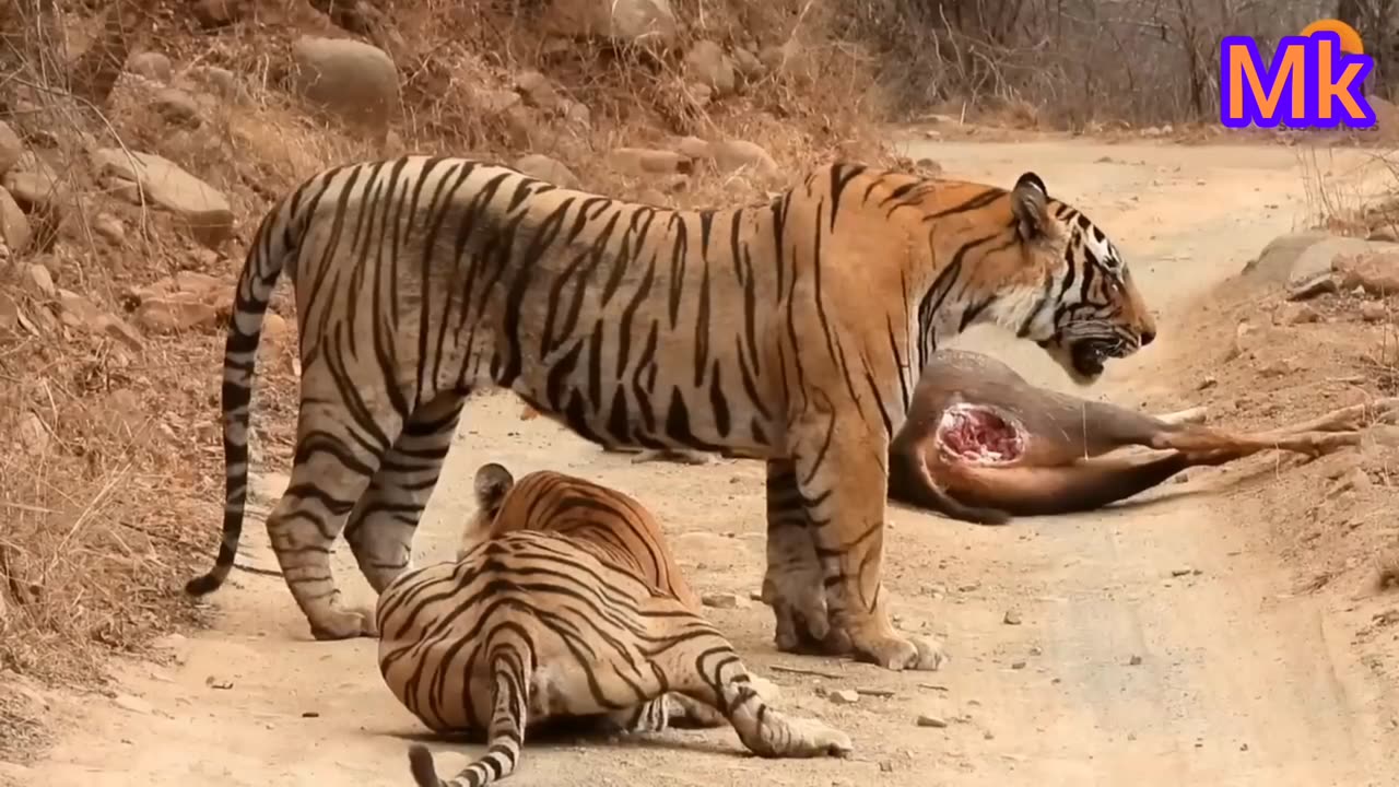 Tiger fight horin