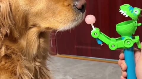 Funny Animal