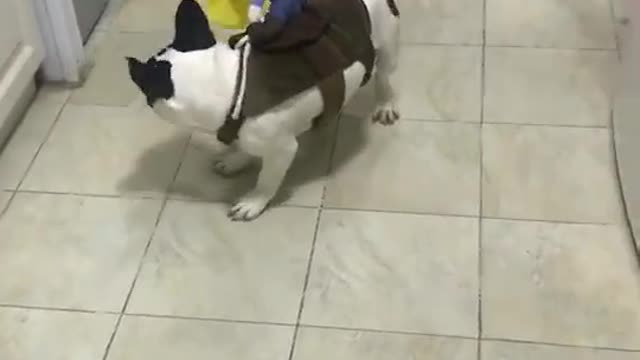 Dogs like playing with toys