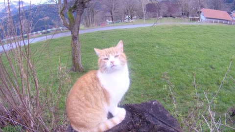 Catwalking