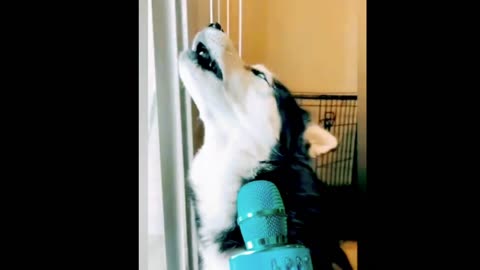 Beautiful dog sing a song 🤣😍😍🥰🥰 🥰😍