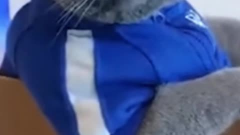 funny cats funny movements watch the video and enjoy it #shortsvideo #shortsfunny #shortclip