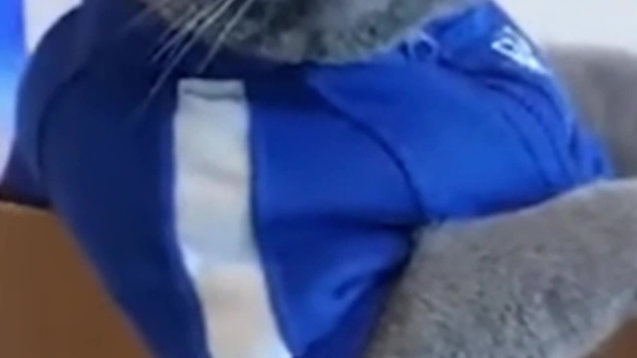 funny cats funny movements watch the video and enjoy it #shortsvideo #shortsfunny #shortclip