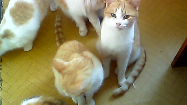My six cats are asking for food.