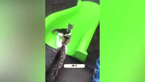 Funny cat video ever🤣