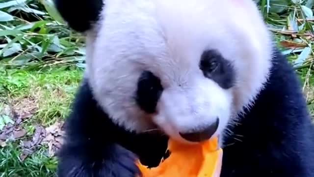 Pandas eat pumpkins