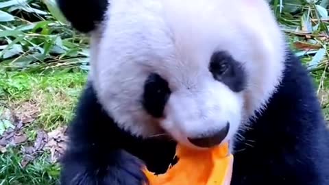 Pandas eat pumpkins