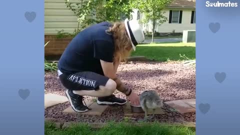 Guy Teaches His Rescued Gosling How To Fly | The Dodo Soulmates