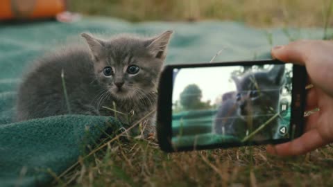 Filming a little kitten sitting on a blanket - slo mo