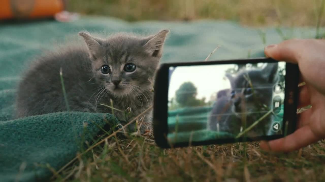 Filming a little kitten sitting on a blanket - slo mo