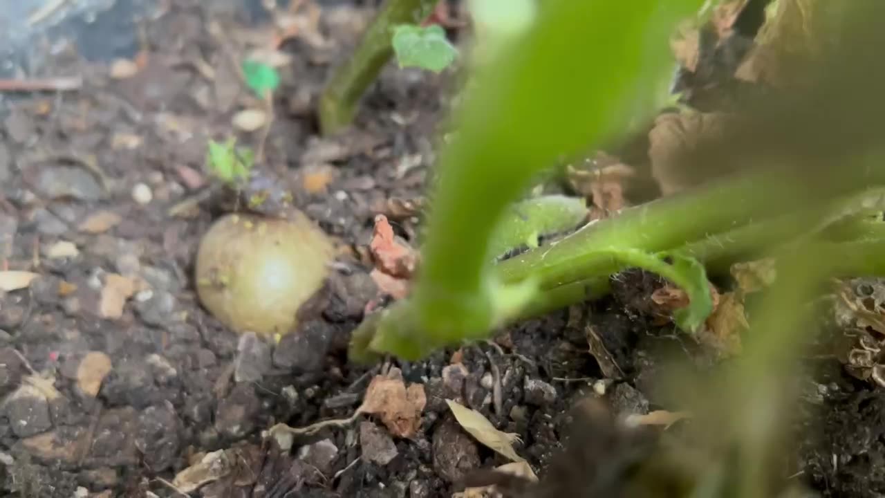 Balcony potatoes in a bucket.