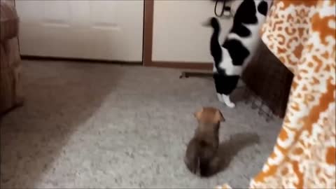 Puppy wants to be friends with cat