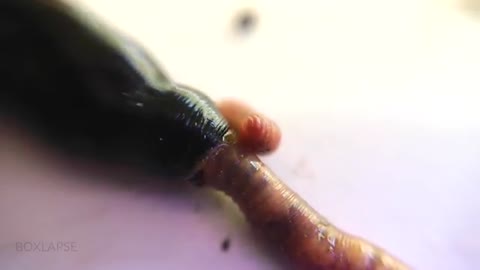 Horse-Leech Eating Earthworm MACRO_Cut