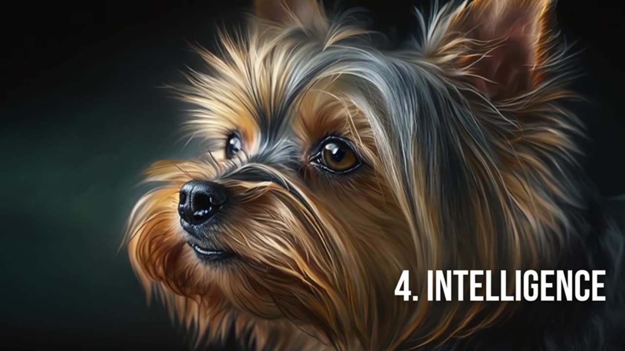 CUTENESS OVERLOAD! Discover The Top 10 Facts About Yorkshire Terriers!