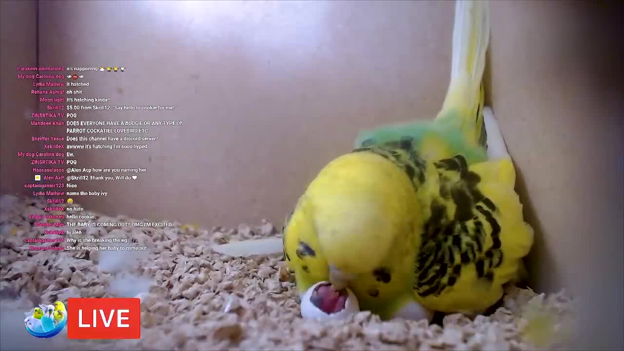 BUDGIE GROWTH STAGES | First 44 Days of Babies Timelapse