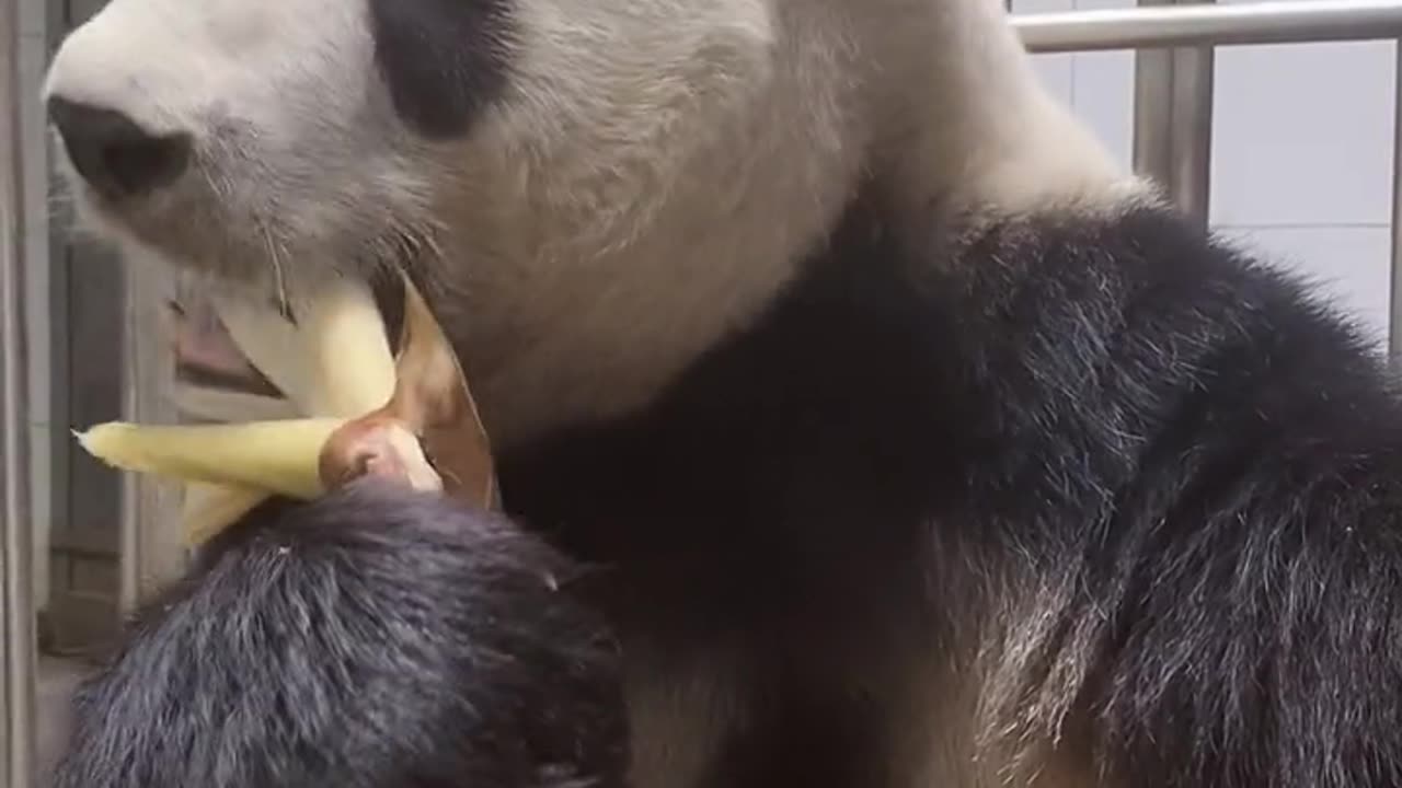 cute panda