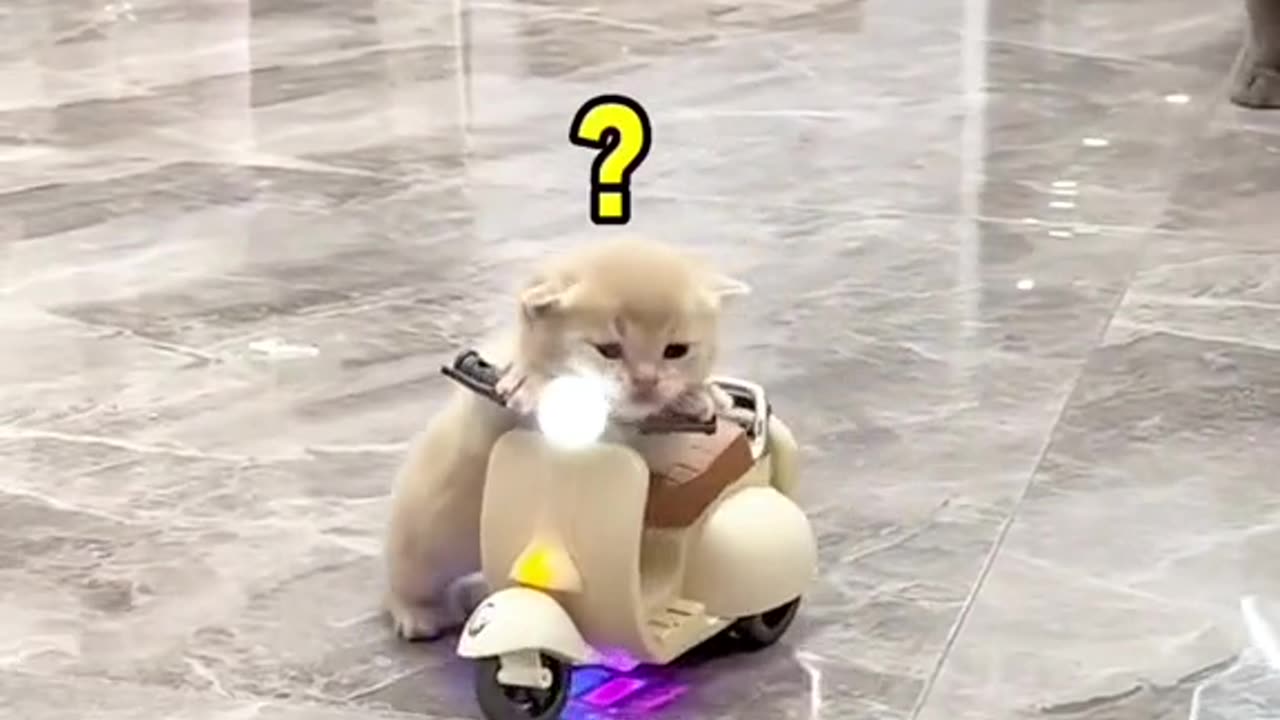 Cute pet on motorcycle😁😁