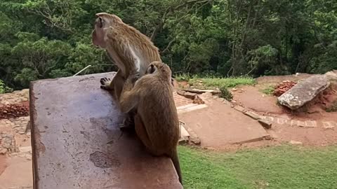 Macaca mulatta