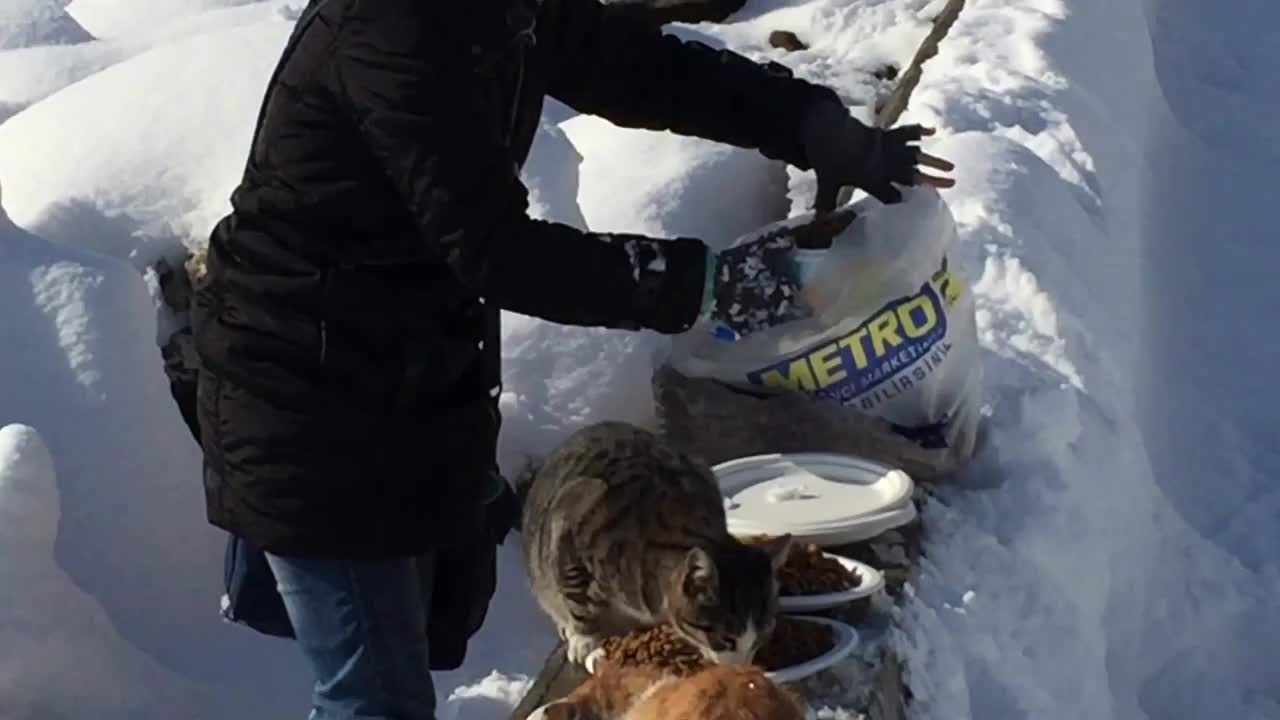 Compassionate woman feeds large number of feral cats