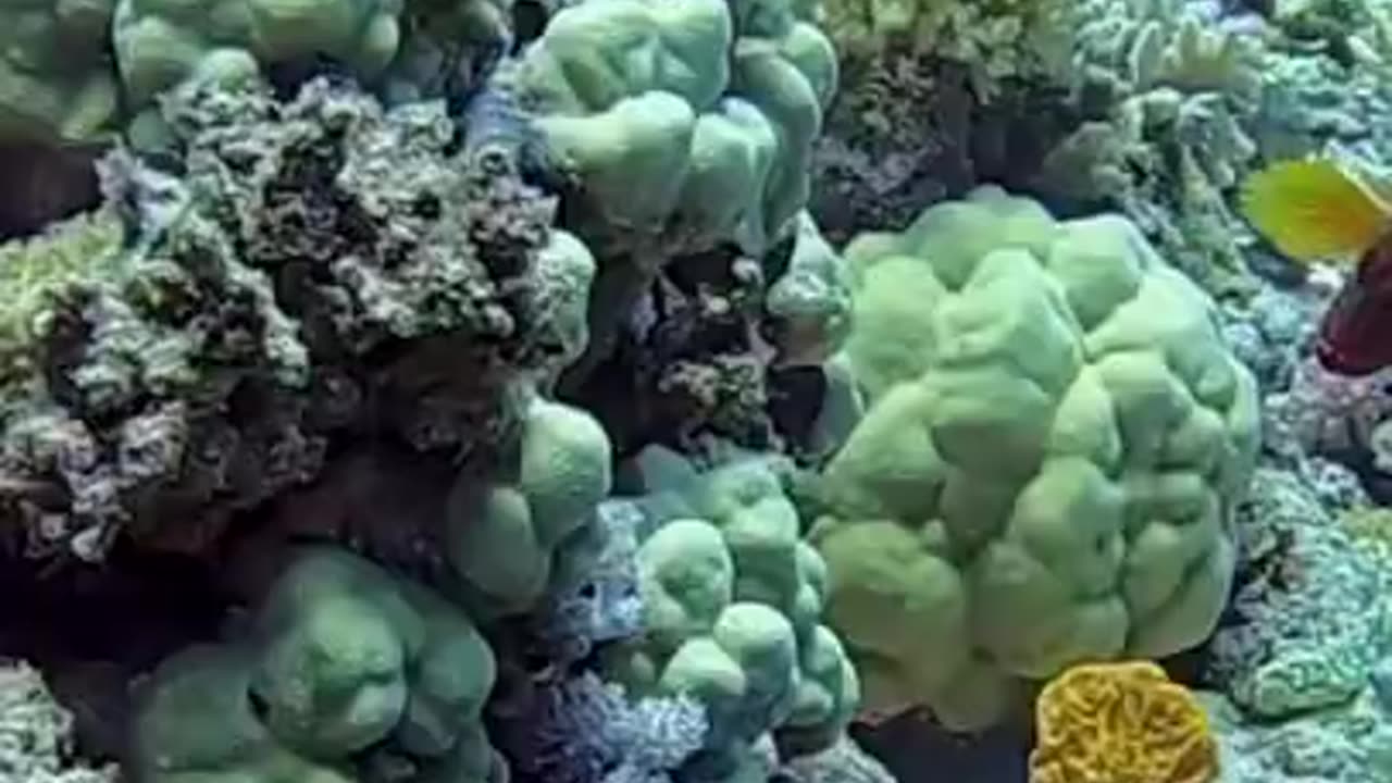 Beautiful Moray Eel Fish #shorts #shortvideo #video #virals #videoviral