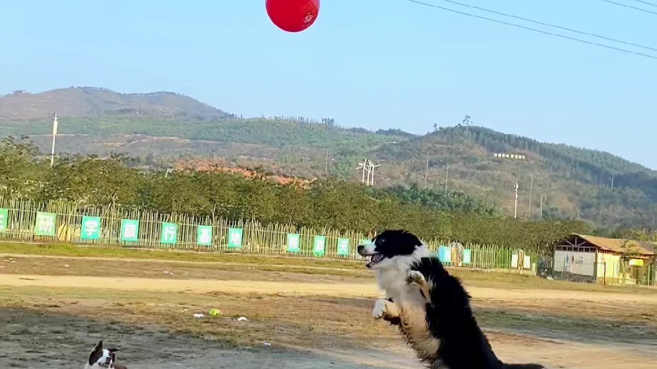 Dogs playing with balloons