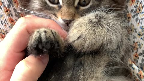 Person massaging the paws of a kitten