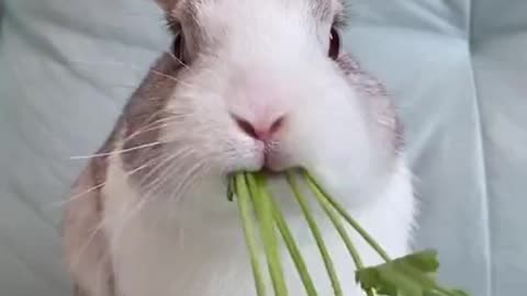 🐰Rabbits eat very cute food🐰